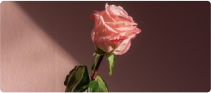Romance